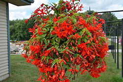 Funky Orange Begonia (Begonia 'Funky Orange') at Lakeshore Garden Centres