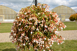 Funky White Begonia (Begonia 'Funky White') at Lakeshore Garden Centres