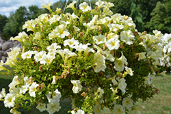 Tea Yellow Petunia (Petunia 'Tea Yellow') at Lakeshore Garden Centres