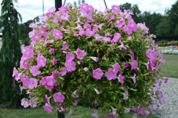 Tea Pink Petunia (Petunia 'Tea Pink') at Lakeshore Garden Centres