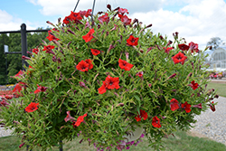 Tea Red Petunia (Petunia 'Tea Red') at Lakeshore Garden Centres