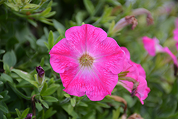 Tea Rose Morn Petunia (Petunia 'Tea Rose Morn') at Lakeshore Garden Centres