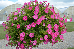 Tea Rose Morn Petunia (Petunia 'Tea Rose Morn') at Lakeshore Garden Centres