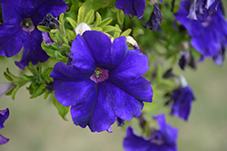 Tea Blue Petunia (Petunia 'Tea Blue') at Lakeshore Garden Centres