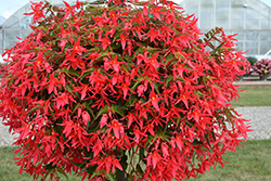 Waterfall Encanto Pink Begonia (Begonia boliviensis 'Encanto Pink') at Lakeshore Garden Centres
