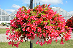 Beauvilia Hot Pink Begonia (Begonia boliviensis 'Beauvilia Hot Pink') at Lakeshore Garden Centres