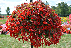 Beauvilia Red Begonia (Begonia boliviensis 'Beauvilia Red') at Lakeshore Garden Centres