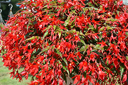 Beauvilia Red Begonia (Begonia boliviensis 'Beauvilia Red') at Lakeshore Garden Centres
