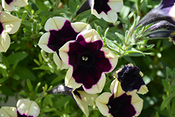 Headliner Dark Saturn Petunia (Petunia 'KLEPH18130') at Lakeshore Garden Centres