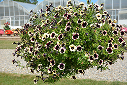 Headliner Dark Saturn Petunia (Petunia 'KLEPH18130') at Lakeshore Garden Centres