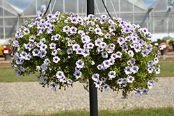 MiniFamous Neo Violet Ice Calibrachoa (Calibrachoa 'KLECA18504') at Lakeshore Garden Centres