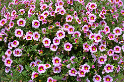 MiniFamous Neo Light Pink Plus Eye Calibrachoa (Calibrachoa 'KLECA18503') at Lakeshore Garden Centres