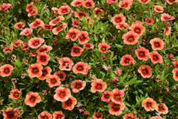 MiniFamous Neo Lava + Red Eye Calibrachoa (Calibrachoa 'KLECA18408') at Lakeshore Garden Centres