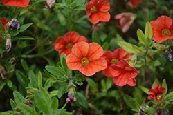 MiniFamous Neo Deep Orange Calibrachoa (Calibrachoa 'KLECA18501') at Lakeshore Garden Centres