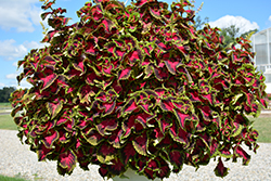 Heartbreaker Coleus (Solenostemon scutellarioides 'UF16-91-25') at Lakeshore Garden Centres