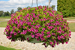 Cabaret Good Night Kiss Calibrachoa (Calibrachoa 'Balcabooni') at Lakeshore Garden Centres