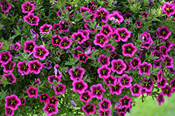 Cabaret Good Night Kiss Calibrachoa (Calibrachoa 'Balcabooni') at Lakeshore Garden Centres