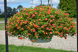 Cabaret Diva Orange Calibrachoa (Calibrachoa 'Balcabivor') at Lakeshore Garden Centres