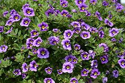Can-Can Bumble Bee Blue Calibrachoa (Calibrachoa 'Balcanumlu') at Lakeshore Garden Centres