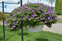 Can-Can Bumble Bee Blue Calibrachoa (Calibrachoa 'Balcanumlu') at Lakeshore Garden Centres