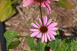 Primadonna Deep Rose Coneflower (Echinacea purpurea 'Primadonna Deep Rose') at Lakeshore Garden Centres