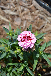 Constant Beauty Pink Red Pinks (Dianthus 'Constant Beauty Pink Red') at Golden Acre Home & Garden