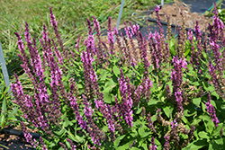 Swifty Deep Rose Meadow Sage (Salvia nemorosa 'Swifty Deep Rose') at Lakeshore Garden Centres