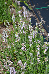 Ellagance Pink Lavender (Lavandula angustifolia 'Ellagance Pink') at Lakeshore Garden Centres
