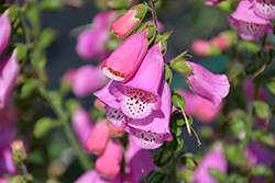 Pink Panther Foxglove (Digitalis 'Pink Panther') at Lakeshore Garden Centres