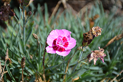 EverLast Light Pink plus Eye Pinks (Dianthus 'EverLast Light Pink plus Eye') at Lakeshore Garden Centres