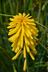 Banana Popsicle Torchlily (Kniphofia 'Banana Popsicle') at Lakeshore Garden Centres