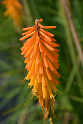 Mango Popsicle Torchlily (Kniphofia 'Mango Popsicle') at Lakeshore Garden Centres