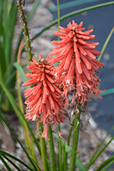 Poco Red Torchlily (Kniphofia 'Poco Red') at Lakeshore Garden Centres