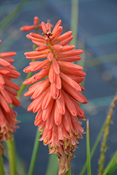 Redhot Popsicle Torchlily (Kniphofia 'Redhot Popsicle') at Lakeshore Garden Centres