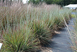 Standing Ovation Bluestem (Schizachyrium scoparium 'Standing Ovation') at Peter Knippel Garden Centre