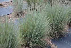 Jazz Little Bluestem (Schizachyrium scoparium 'Jazz') at Lakeshore Garden Centres