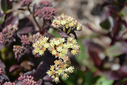 Touchdown Flame Stonecrop (Sedum 'Touchdown Flame') at Lakeshore Garden Centres
