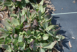 Touchdown Breeze Stonecrop (Sedum 'Touchdown Breeze') at Lakeshore Garden Centres