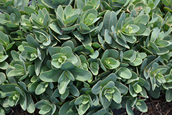 Rosetta Stonecrop (Sedum 'Rosetta') at Lakeshore Garden Centres