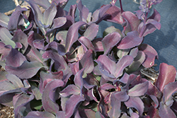 Raspberry Truffle Stonecrop (Sedum 'Raspberry Truffle') at Lakeshore Garden Centres