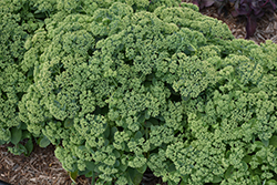 Pool Party Stonecrop (Sedum 'Pool Party') at Lakeshore Garden Centres