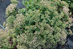 Rock Star Stonecrop (Sedum 'Rock Star') at Lakeshore Garden Centres