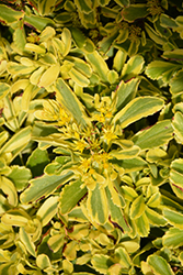 Cutting Edge Stonecrop (Sedum ellacombianum 'Cutting Edge') at Lakeshore Garden Centres