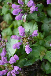 Lami Dark Purple Dead Nettle (Lamium maculatum 'Lami Dark Purple') at Lakeshore Garden Centres