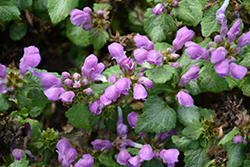 Lami Dark Purple Dead Nettle (Lamium maculatum 'Lami Dark Purple') at Lakeshore Garden Centres