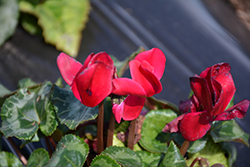 Laser Synchro Wine Cyclamen (Cyclamen 'Laser Synchro Wine') at Lakeshore Garden Centres