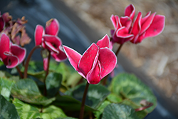Laser Synchro Wine Flame Cyclamen (Cyclamen 'Laser Synchro Wine Flame') at Lakeshore Garden Centres