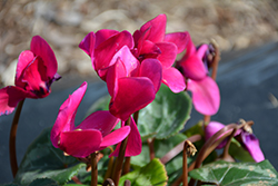 Laser Synchro Purple Cyclamen (Cyclamen 'Laser Synchro Purple') at Lakeshore Garden Centres