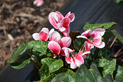 Snowridge Midi Scarlet Cyclamen (Cyclamen 'Snowridge Midi Scarlet') at Lakeshore Garden Centres