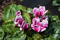 Snowridge Midi Purple Cyclamen (Cyclamen 'Snowridge Midi Purple') at Lakeshore Garden Centres
